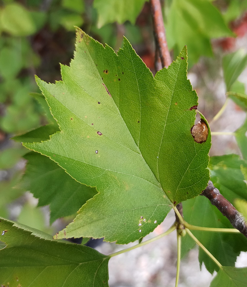 Image of Sorbus torminalis specimen.