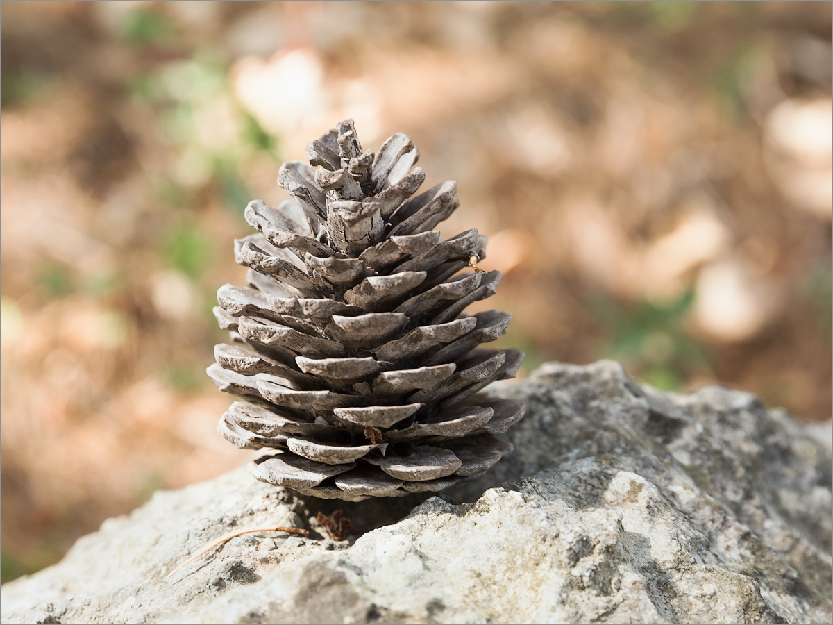 Изображение особи Pinus brutia.