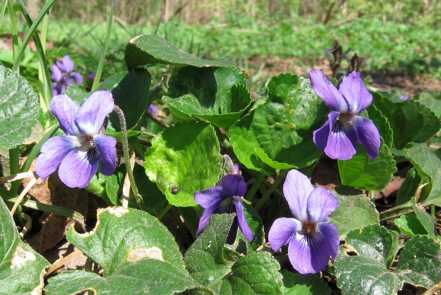 Изображение особи Viola &times; vindobonensis.