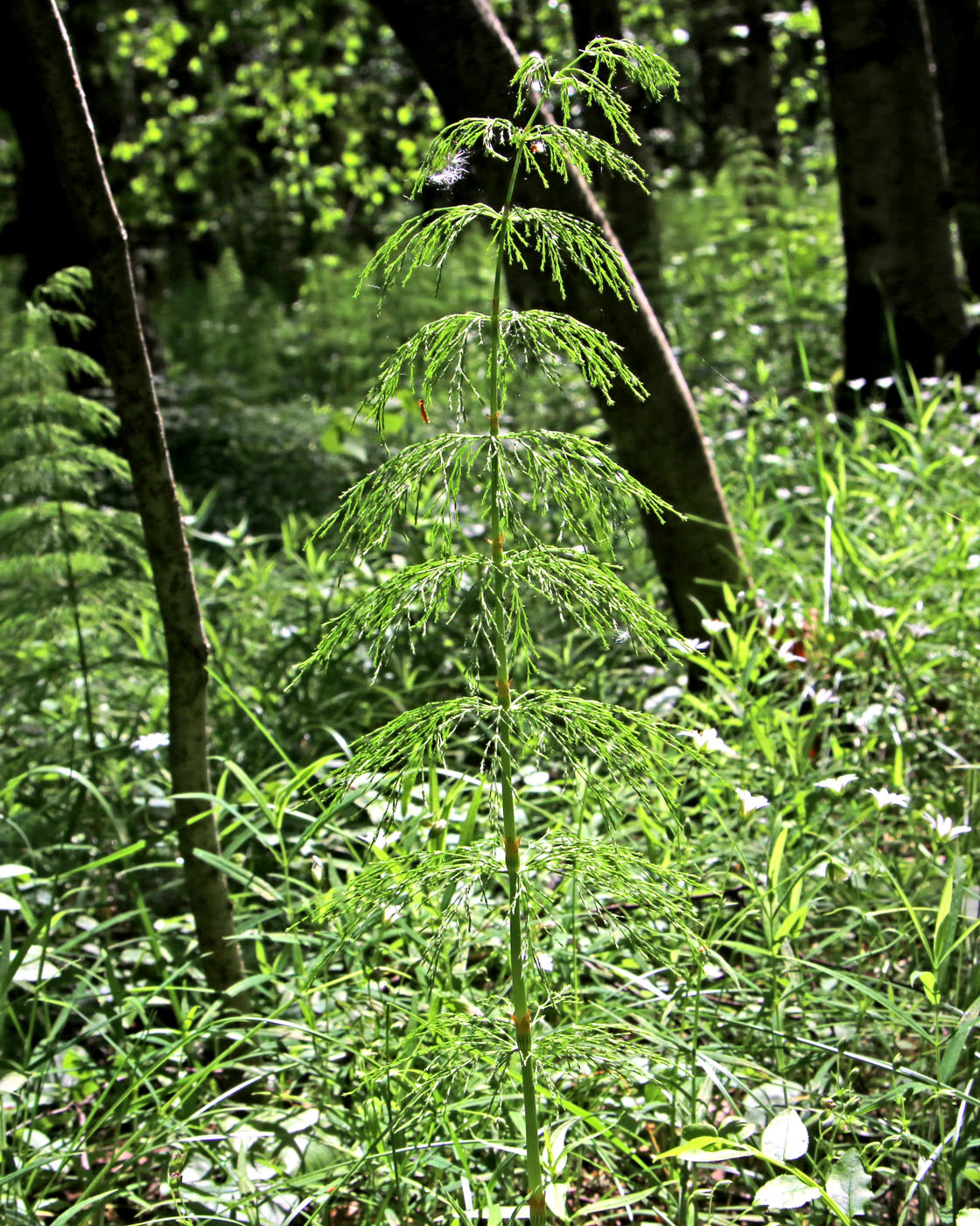 Image of Equisetum sylvaticum specimen.