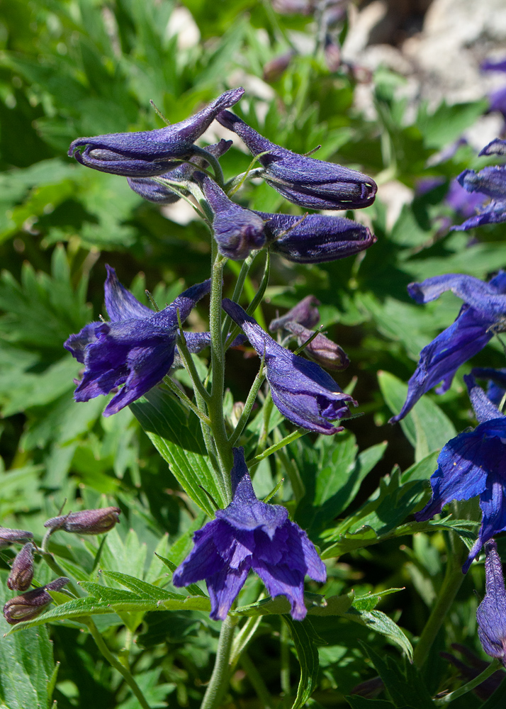 Изображение особи Delphinium brachycentrum.