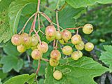 Viburnum sargentii. Соплодия с незрелыми плодами. Хабаровский край, окр. г. Комсомольск-на-Амуре, дол. руч. Тёплый Ключ, опушка лиственного леса. 19.08.2024.