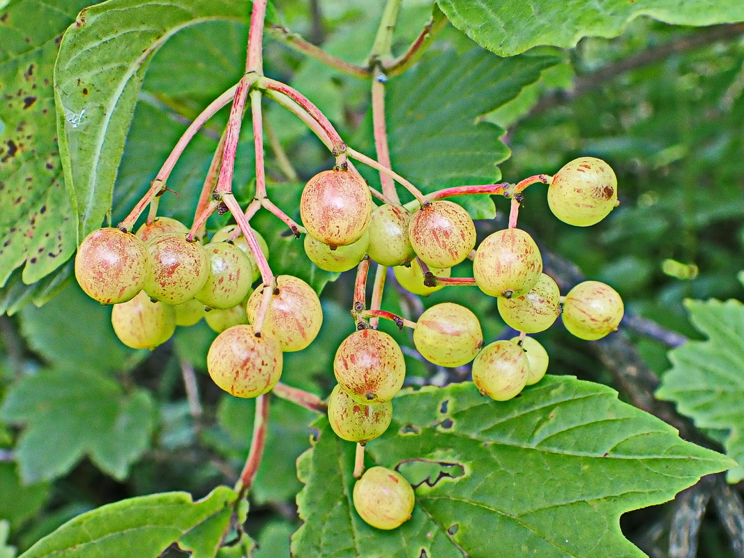 Image of Viburnum sargentii specimen.