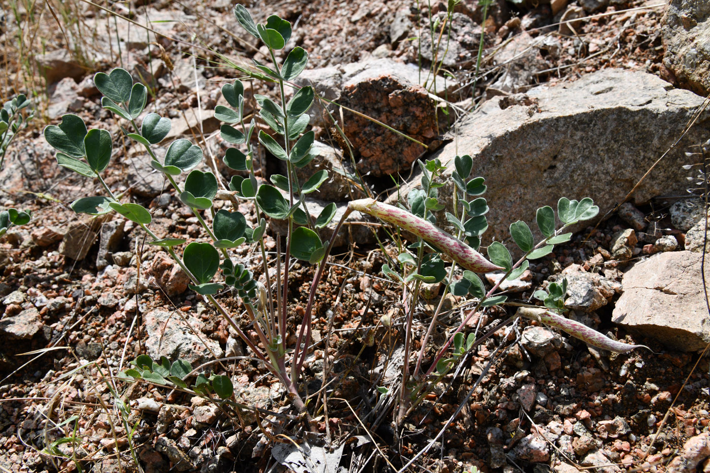 Image of Chesneya hissarica specimen.