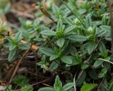 Helianthemum nummularium