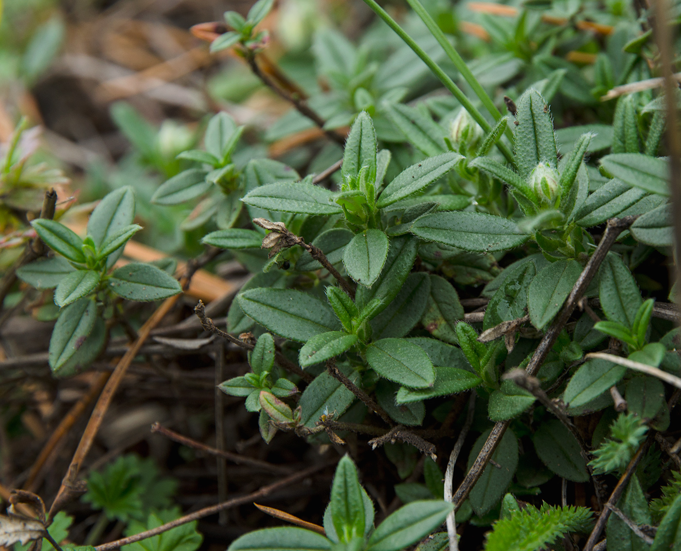 Image of Helianthemum nummularium specimen.