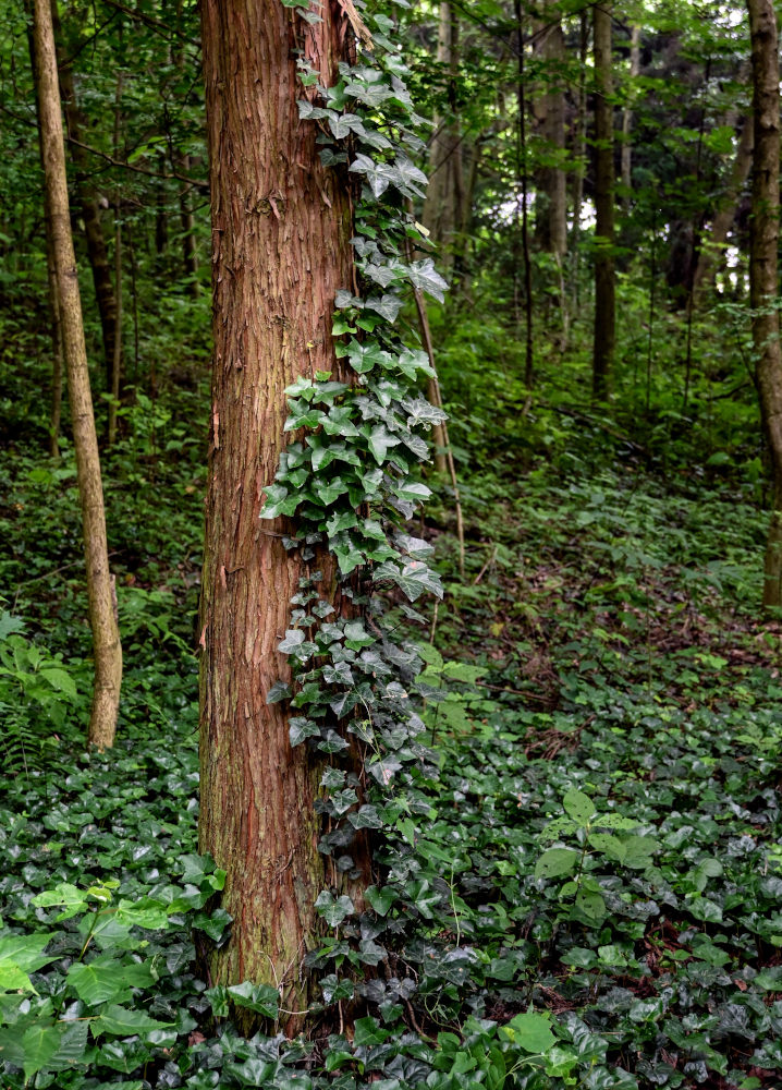 Изображение особи Hedera sinensis.