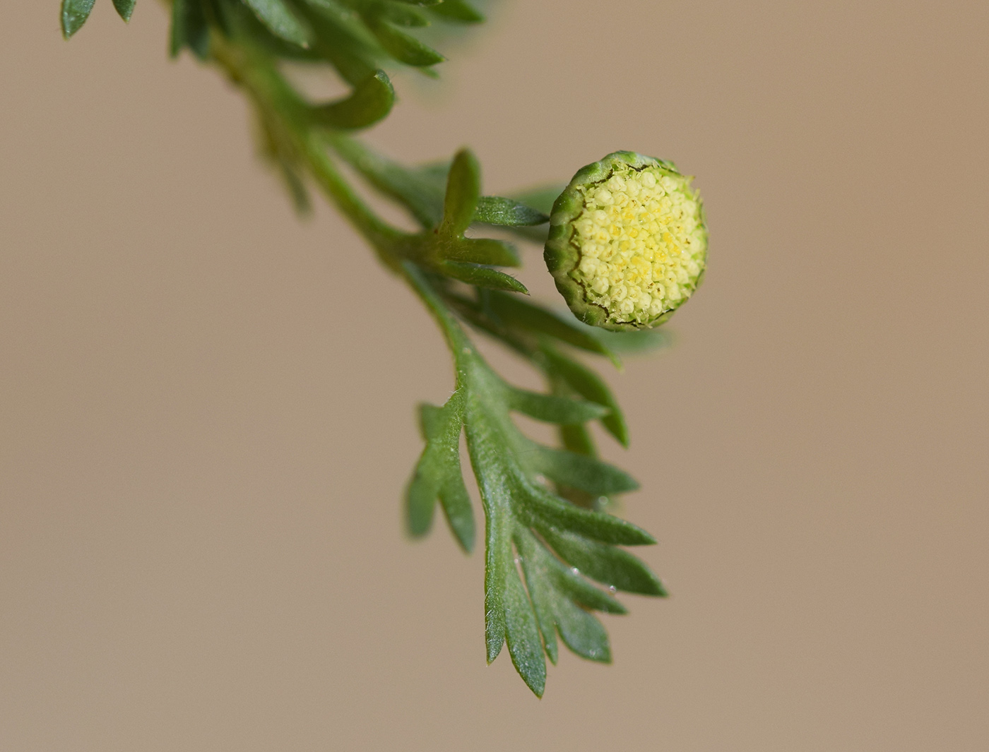 Image of Cotula australis specimen.