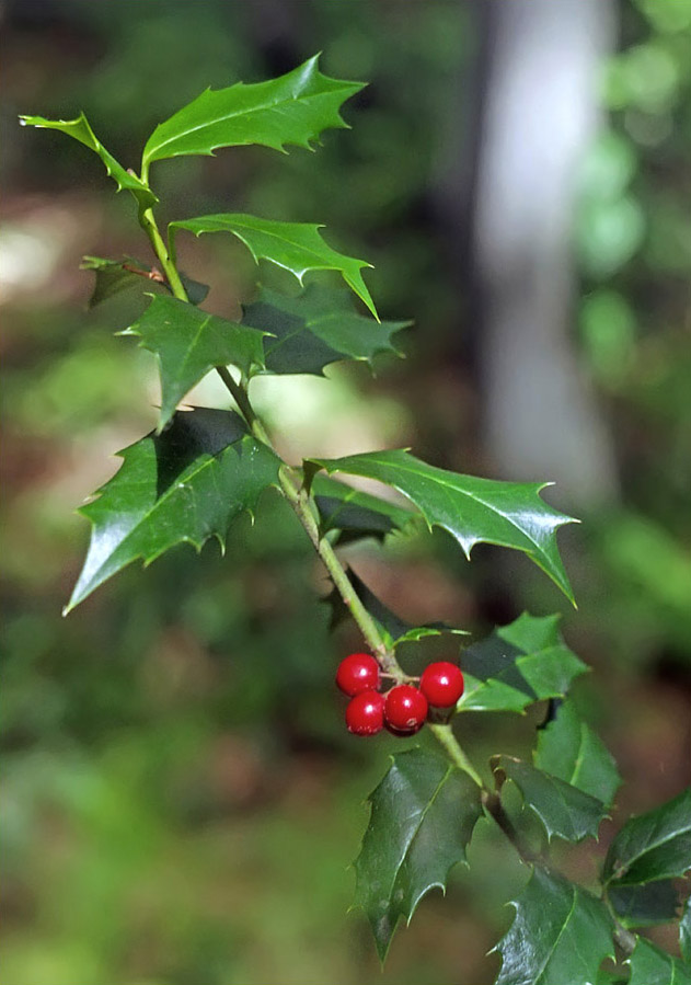 Image of Ilex colchica specimen.