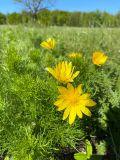 Adonis vernalis