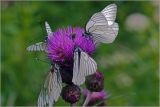 Cirsium heterophyllum