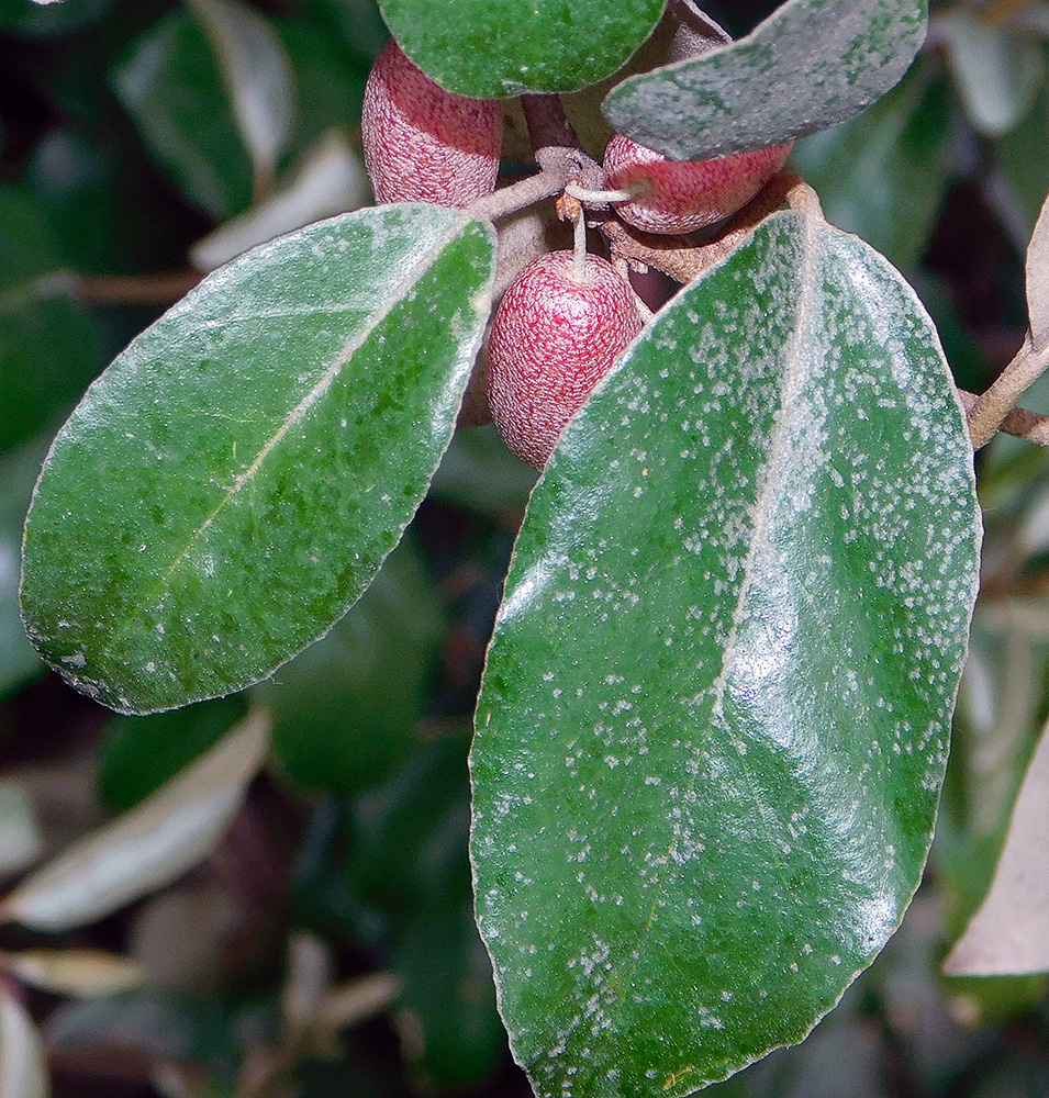 Image of Elaeagnus pungens specimen.