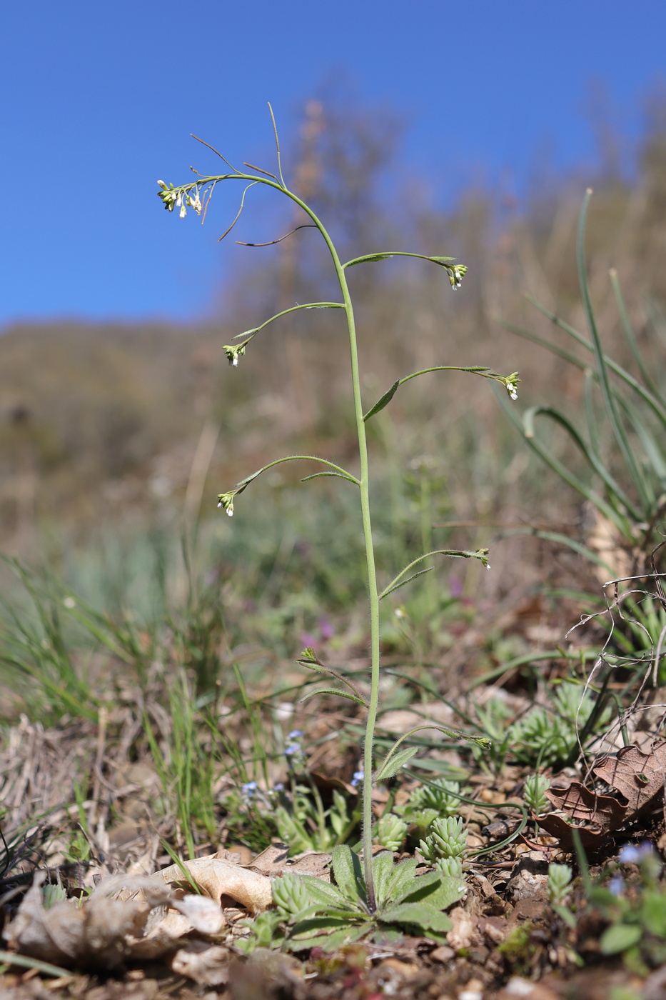Изображение особи Arabidopsis thaliana.
