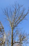 Fraxinus excelsior. Ствол и верхняя часть кроны. Беларусь, г. Минск, Центральный р-н, Верхний город, пл. Свободы, сквер у Ратуши, в культуре. 15.04.2025.