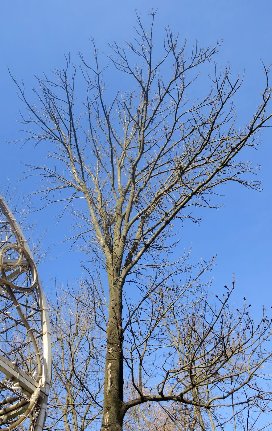 Изображение особи Fraxinus excelsior.