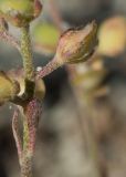 Смотреть изображение Alyssum alyssoides