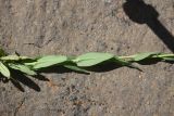 View full-size image Turritis glabra