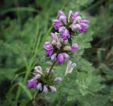 Смотреть изображение Phlomoides tuberosa