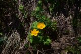 View full-size image Trollius ranunculinus