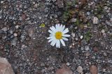 View full-size image Anthemis iberica