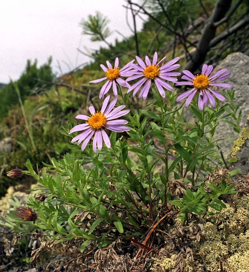 Изображение особи Aster woroschilowii.