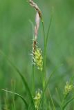 View full-size image Carex hirta
