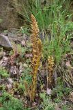 View full-size image Orobanche laxissima