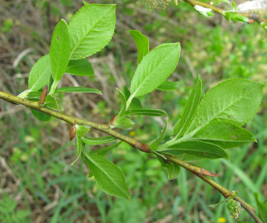 Изображение особи Salix phylicifolia.