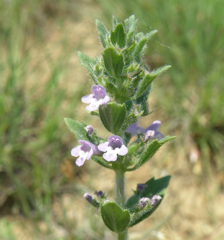 Image of Ziziphora villosa specimen.