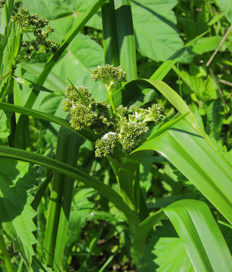 Image of Scirpus sylvaticus specimen.