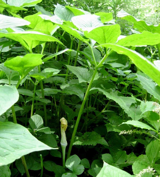 Image of Arisaema amurense specimen.