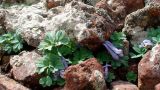 Corydalis alpestris