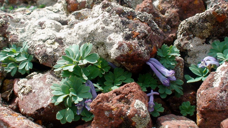 Изображение особи Corydalis alpestris.