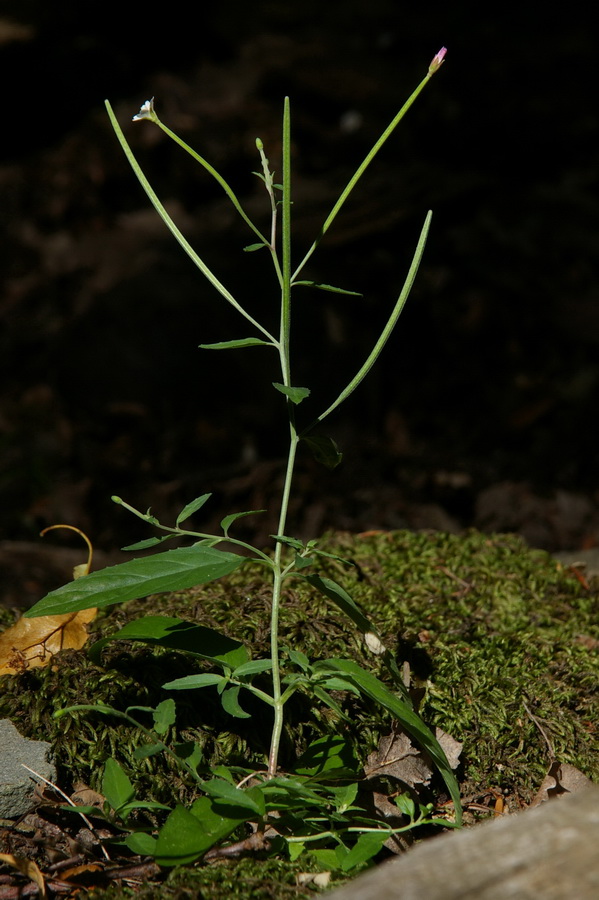 Image of Epilobium lanceolatum specimen.