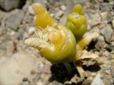 Mesembryanthemum cryptanthum