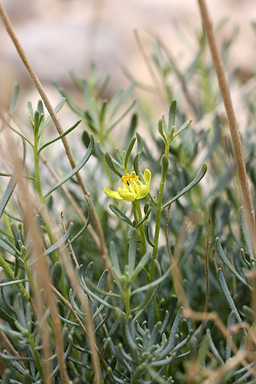 Image of Haplophyllum griffithianum specimen.