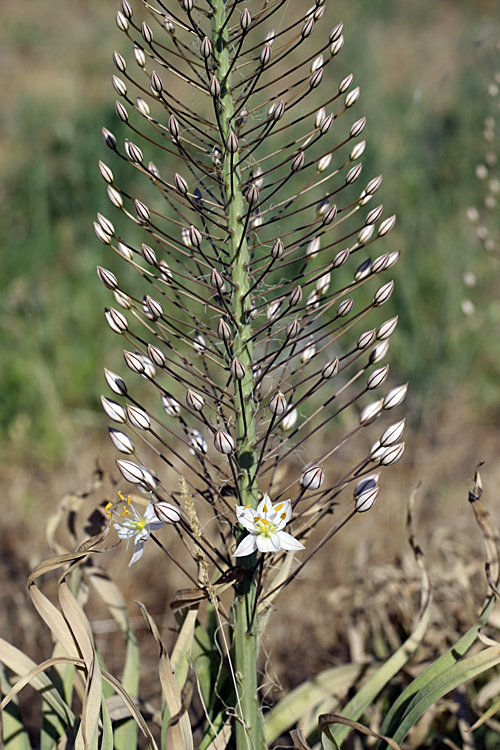 Image of Eremurus olgae specimen.