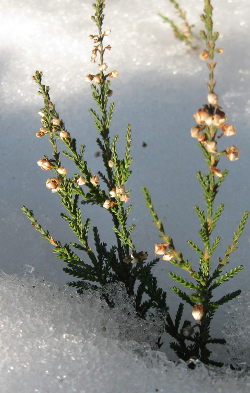 Image of Calluna vulgaris specimen.