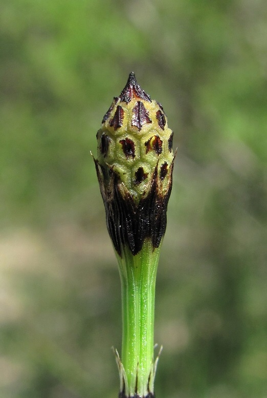 Изображение особи Equisetum variegatum.