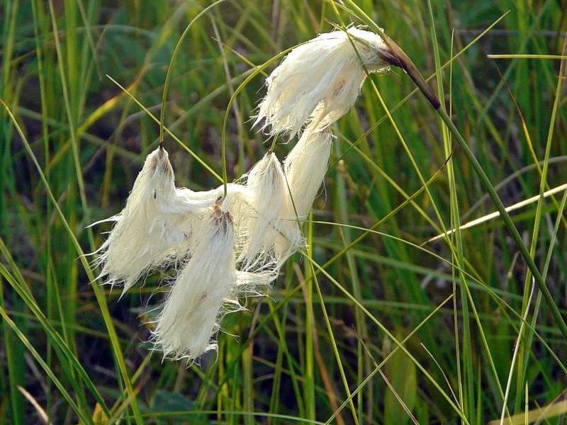 Image of Eriophorum angustifolium specimen.