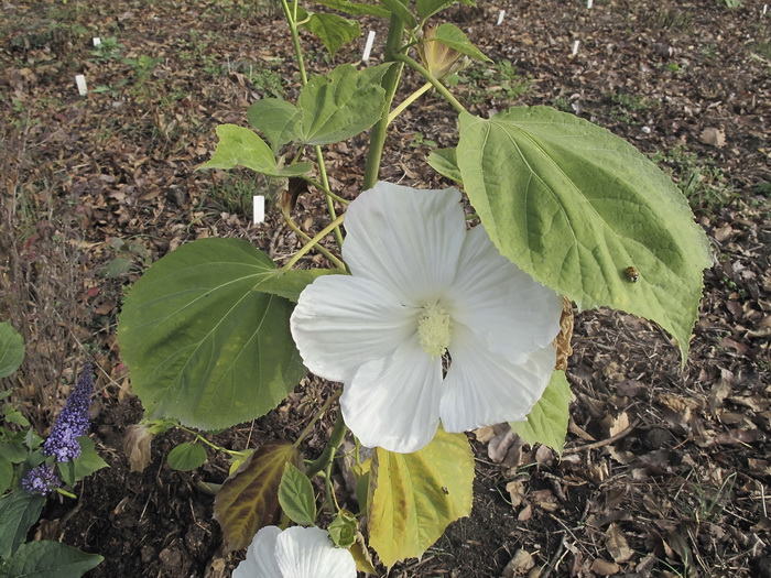 Image of genus Hibiscus specimen.