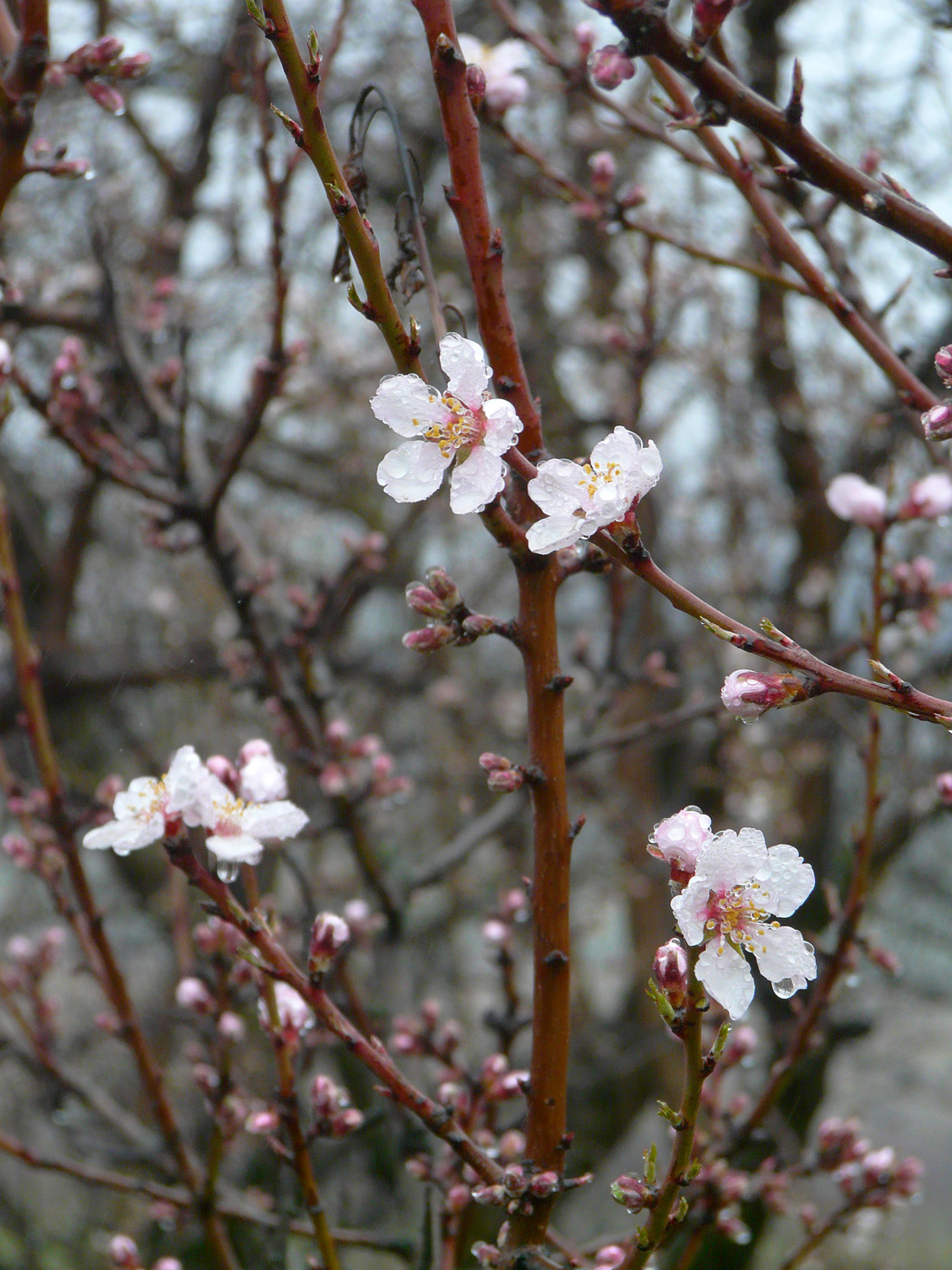 Изображение особи Amygdalus communis.