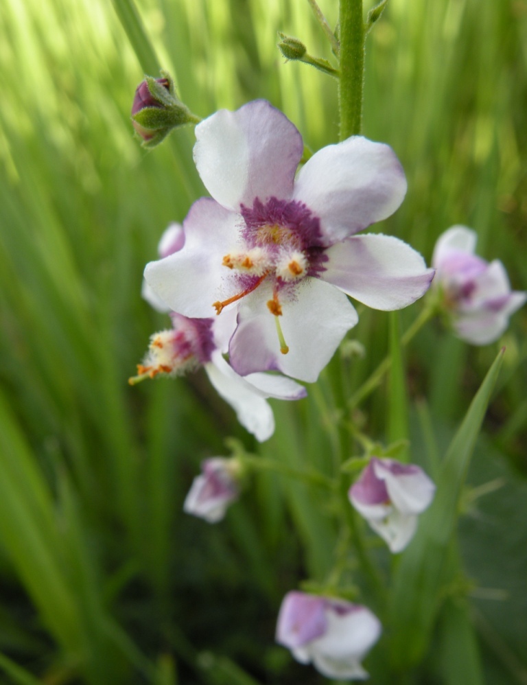 Image of Verbascum phoeniceum specimen.