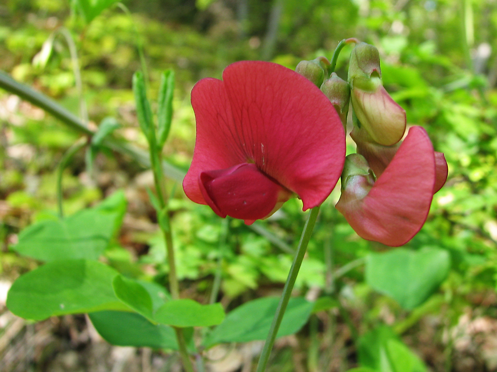 Image of Lathyrus rotundifolius specimen.