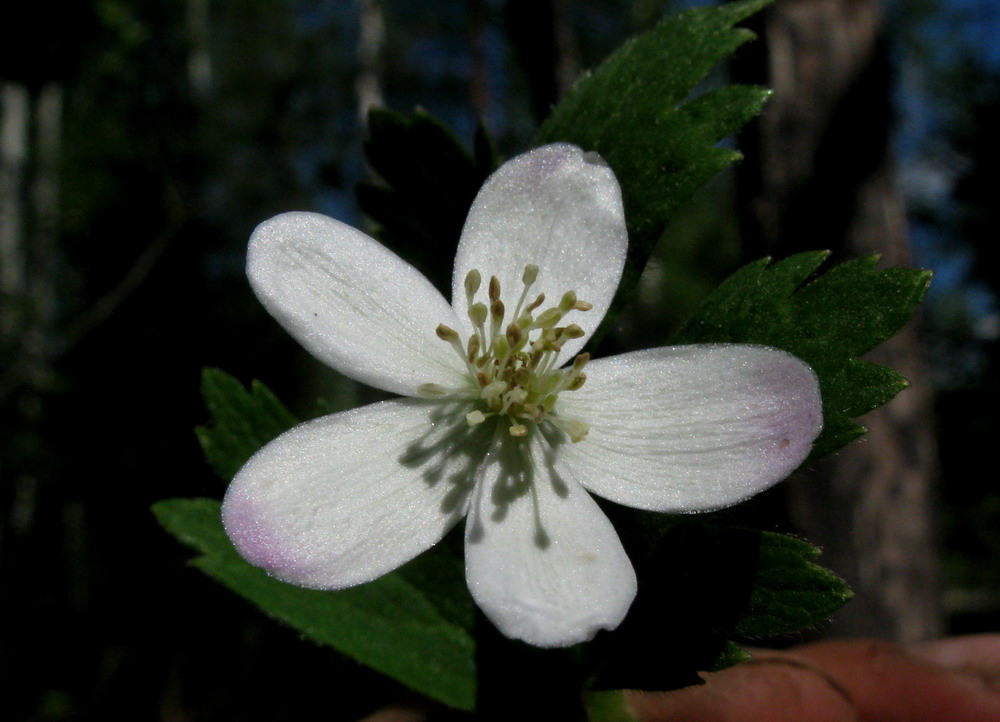 Image of Anemone baicalensis ssp. kebeshensis specimen.