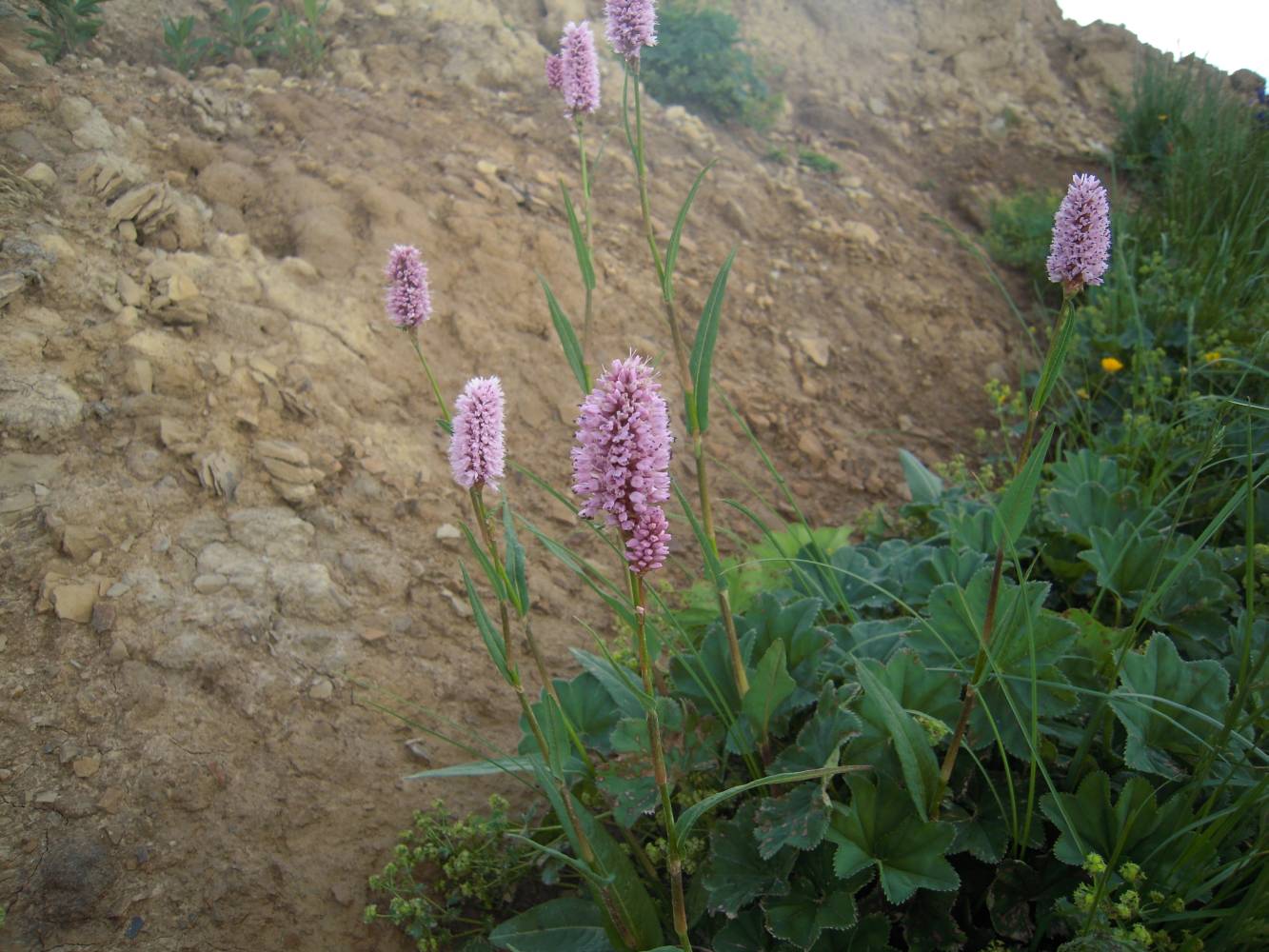 Image of Bistorta carnea specimen.