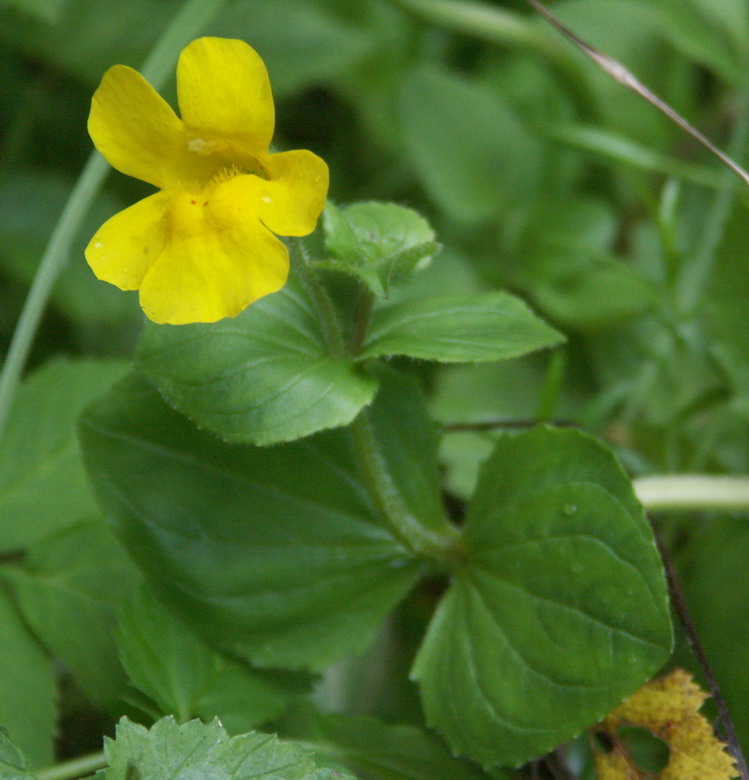 Изображение особи Mimulus guttatus.