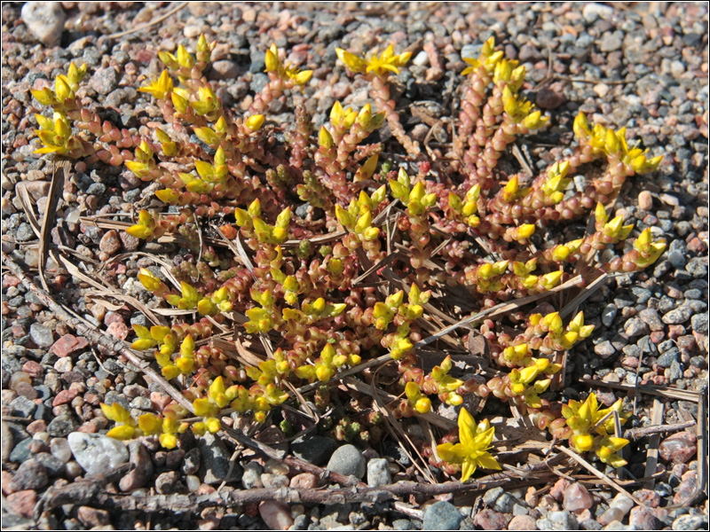 Image of Sedum acre specimen.