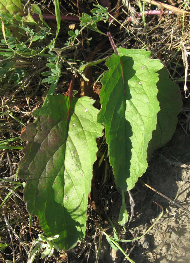 Image of Senecio jacobaea specimen.