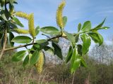 Salix &times; meyeriana